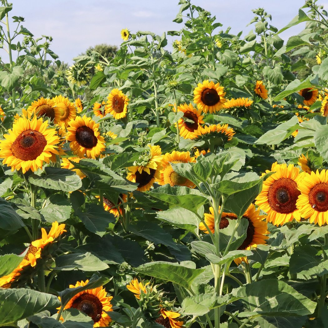 Sunflower Maze 3