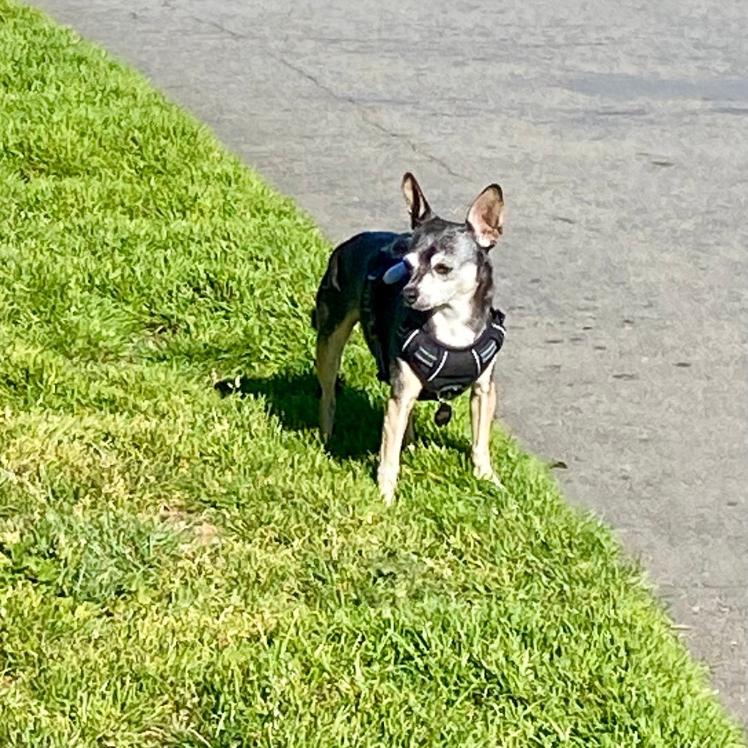 Dog Competition 1