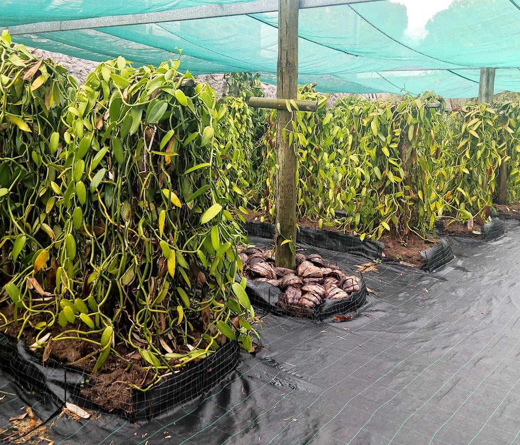 The vanilla plantation, Domaine du Grand Hazier 2