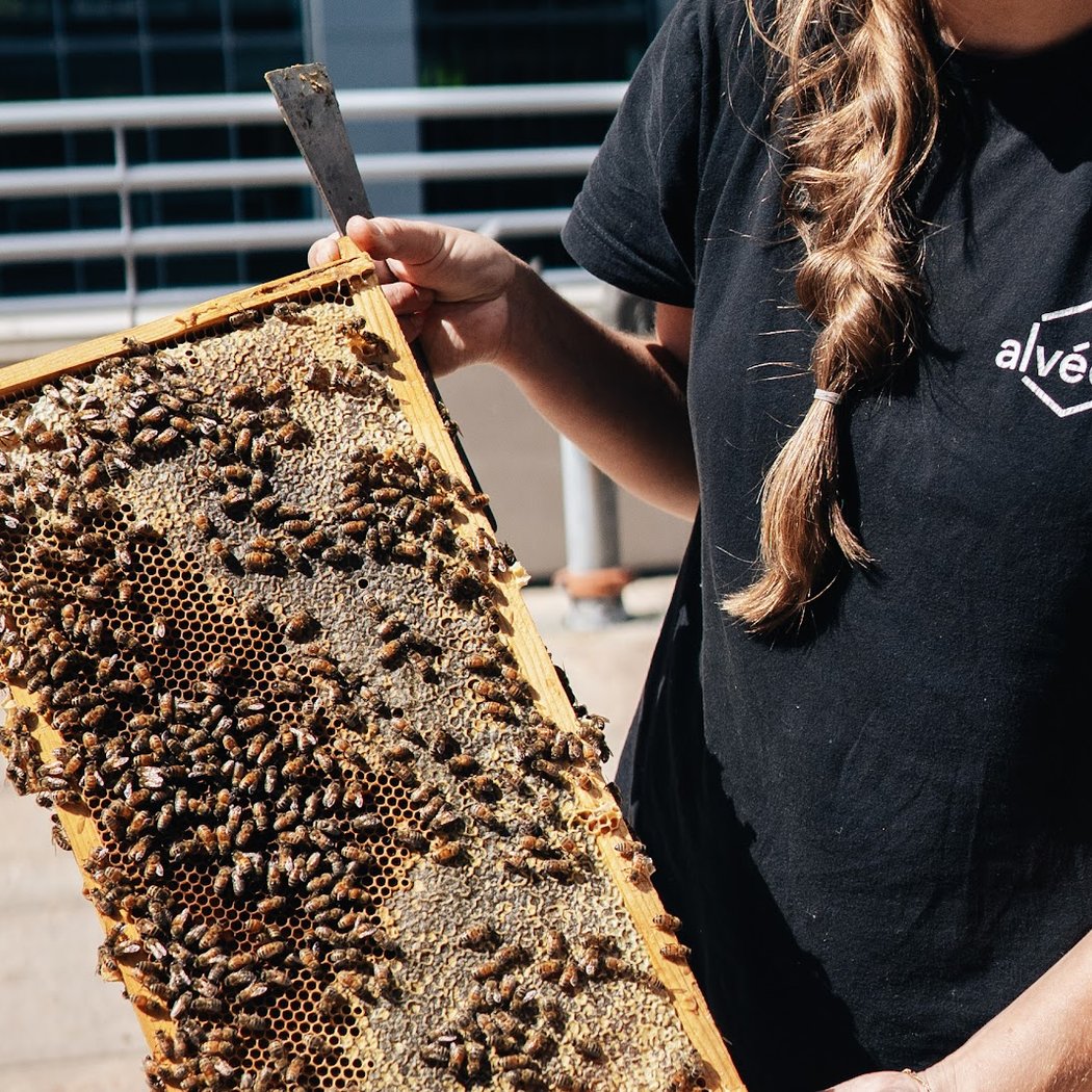 Alvéole | Urban beekeeping & biodiversity for commercial properties 2