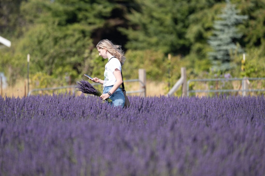 Sequim Lavender Weekend 3