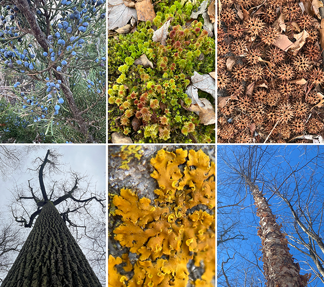 EcoQuest Challenge 1