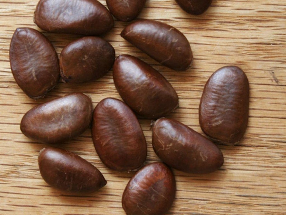 Seed Collection 101 4