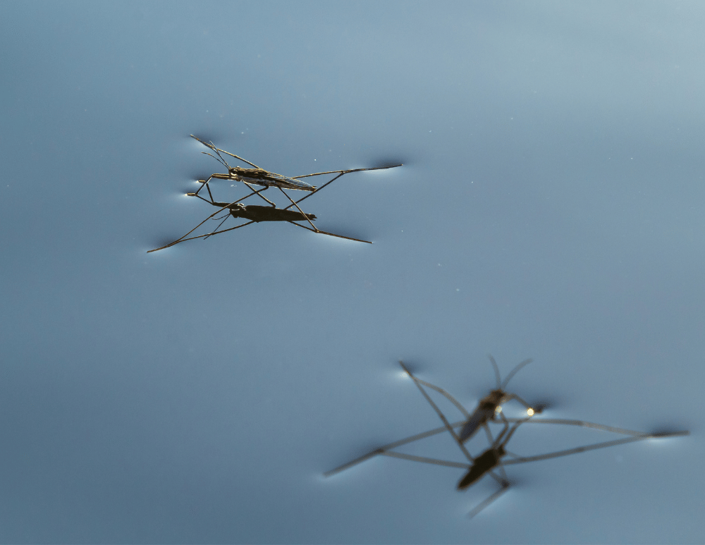 Bug Buddies: Watery Wonders 1