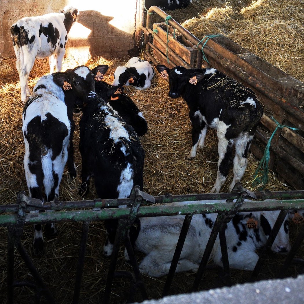 Ferme de Moneuse 3