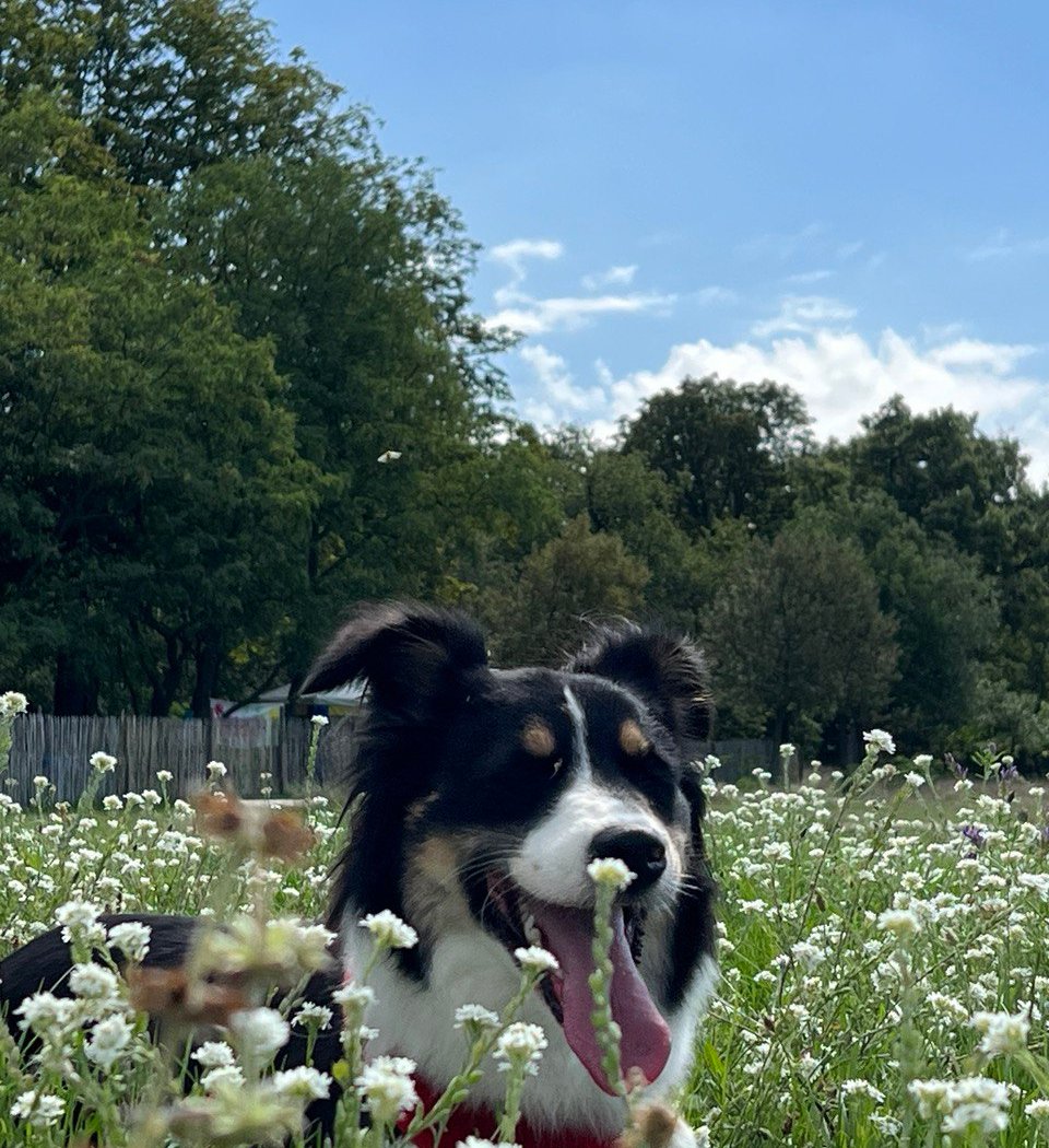 Joon Dog Tours 3