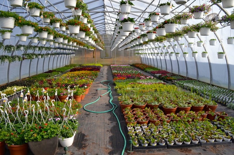 Sunny Garden Greenhouses 1