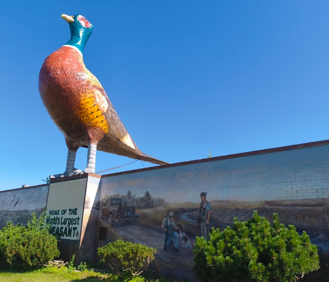 World's Largest Pheasant 1