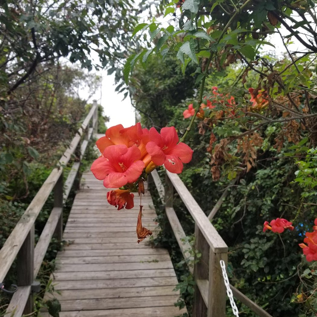 Cherry Grove 4