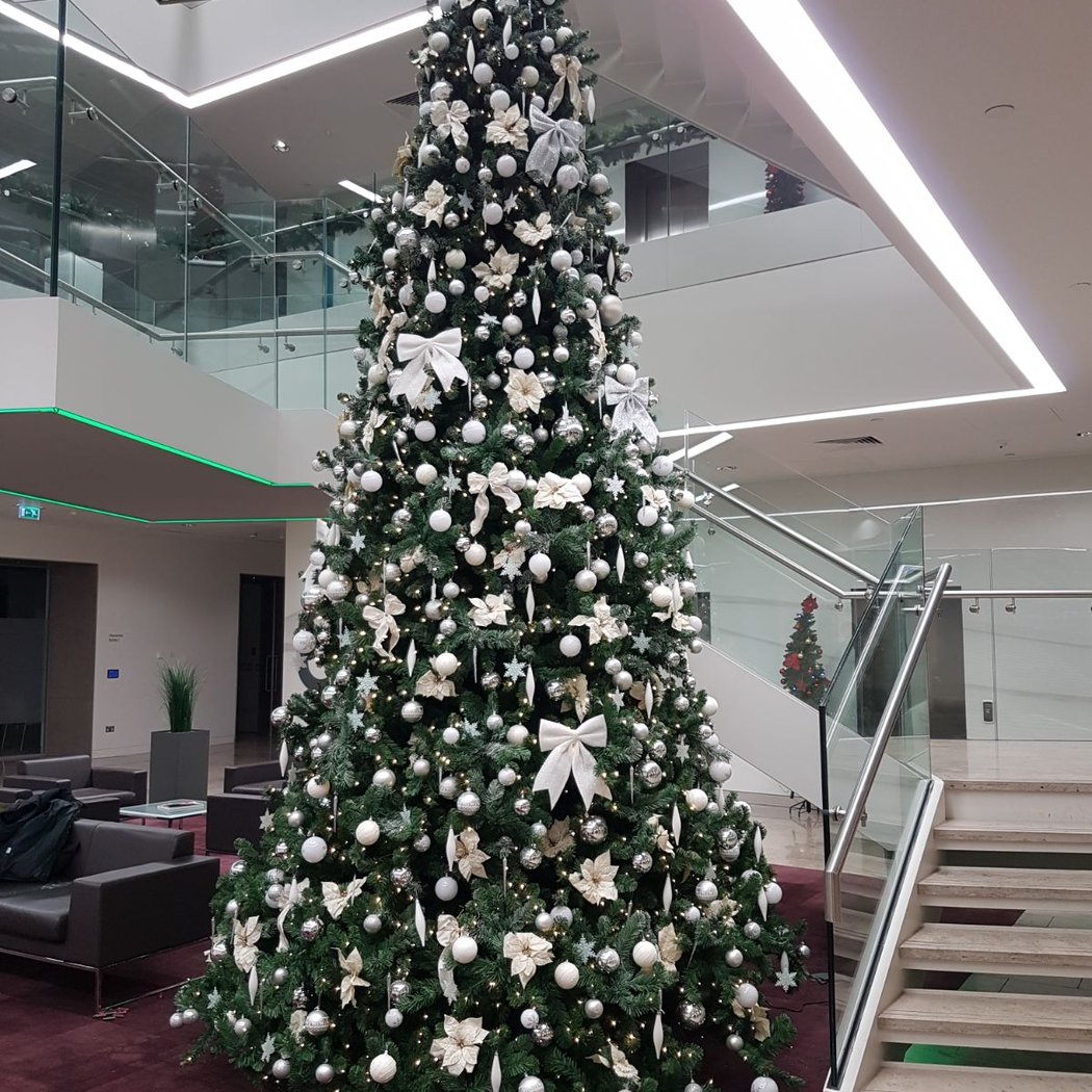 Irish Christmas trees 2