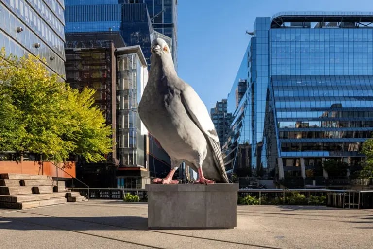 Pigeon Fest 1