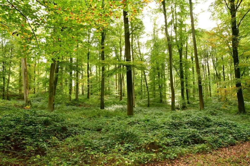 Eawy Forest 2