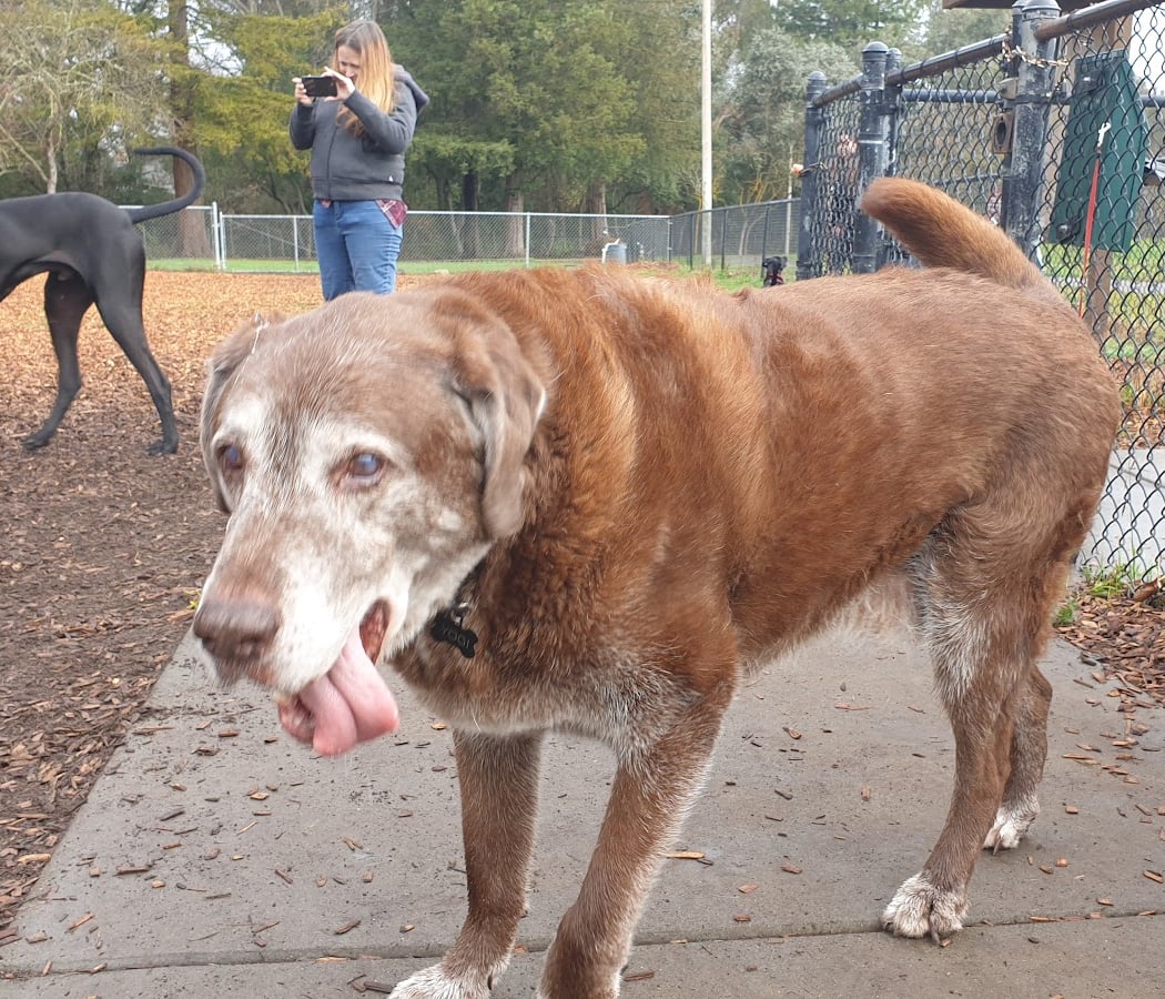 Hilliard Comstock Northwest Community Dog Park 1