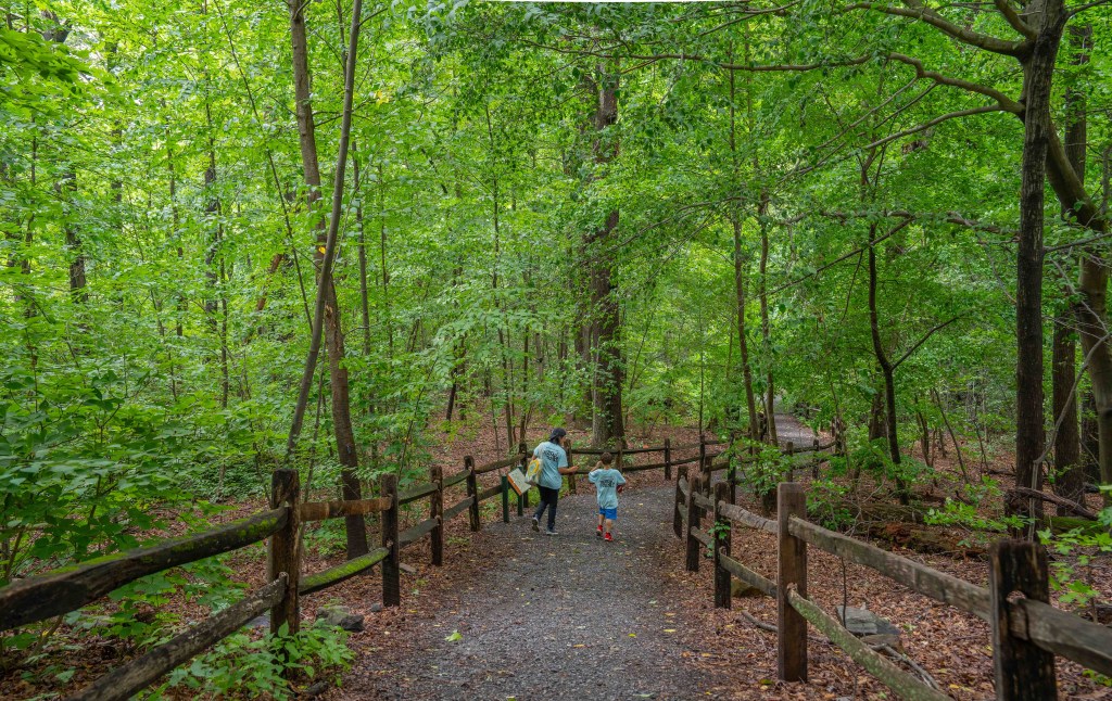 Thain Family Forest 1