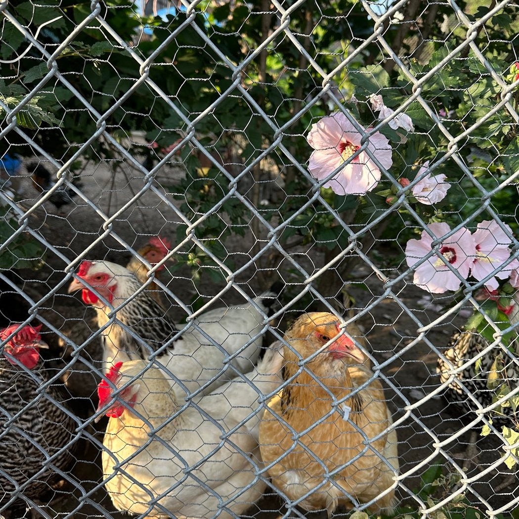 Crown Heights Chickens 1