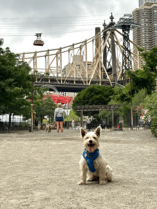 Andrew Haswell Green Dog Park 1