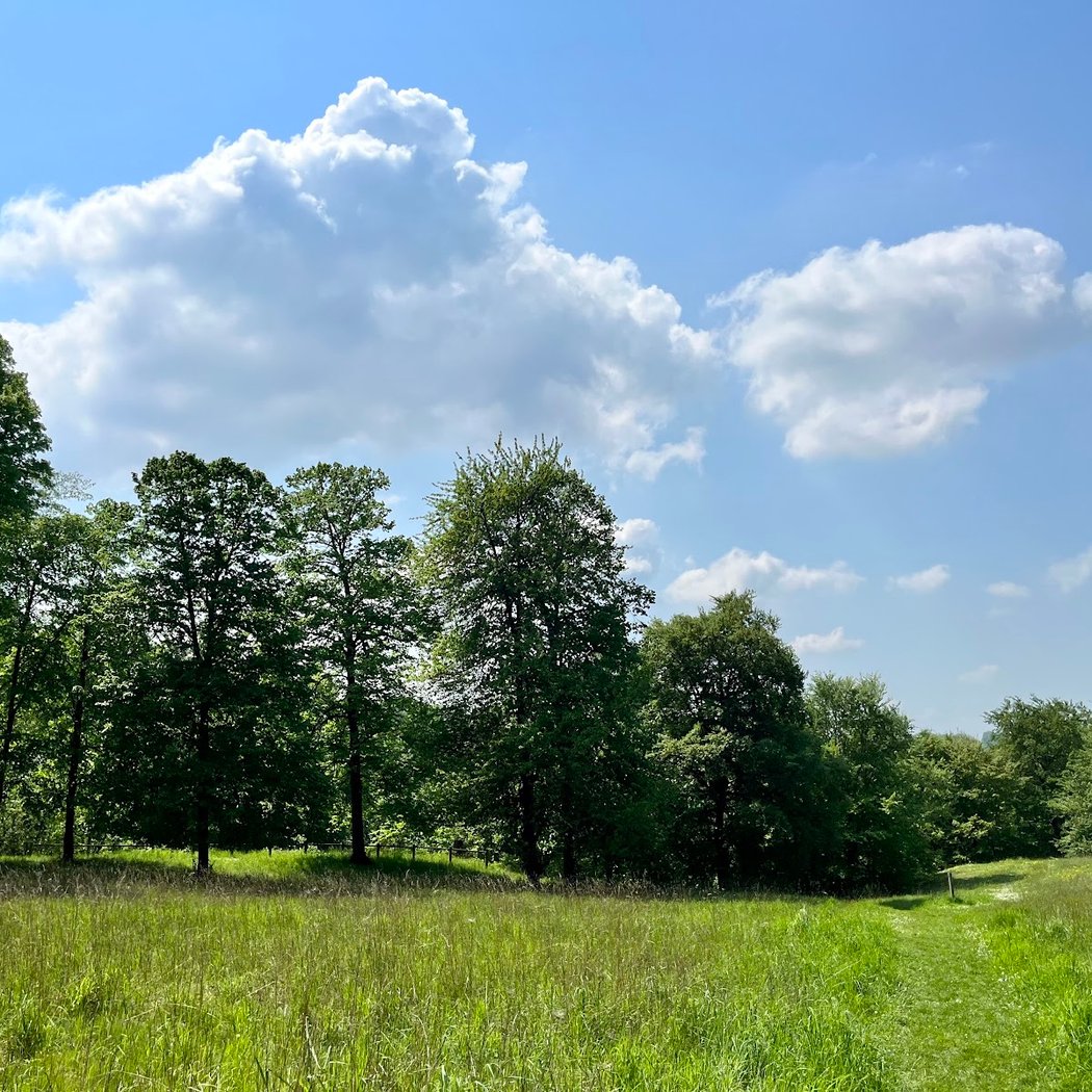 Foret de Saint Gobain 3