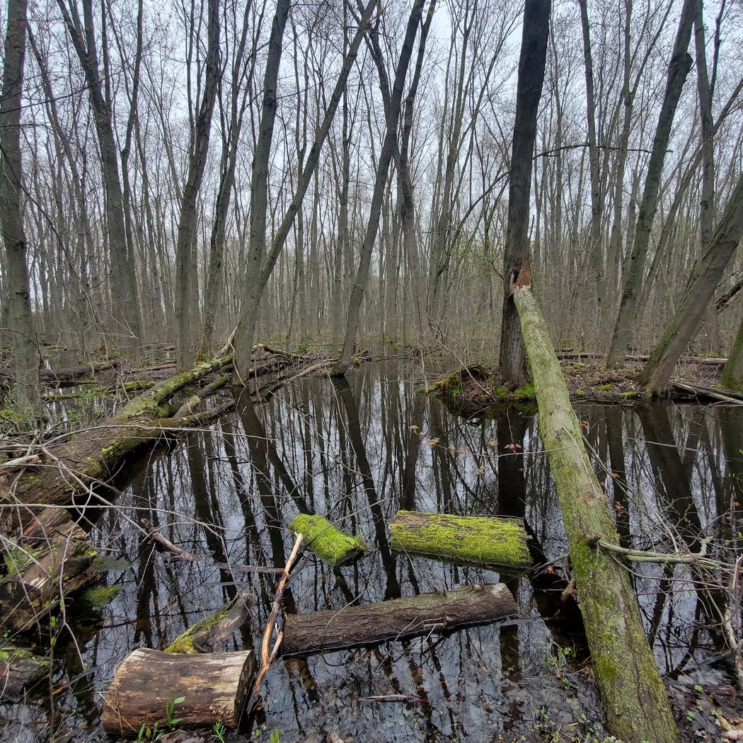 Brauer Preserve 3
