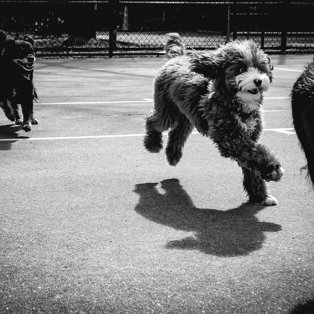 Chelsea Park Dog Run 1
