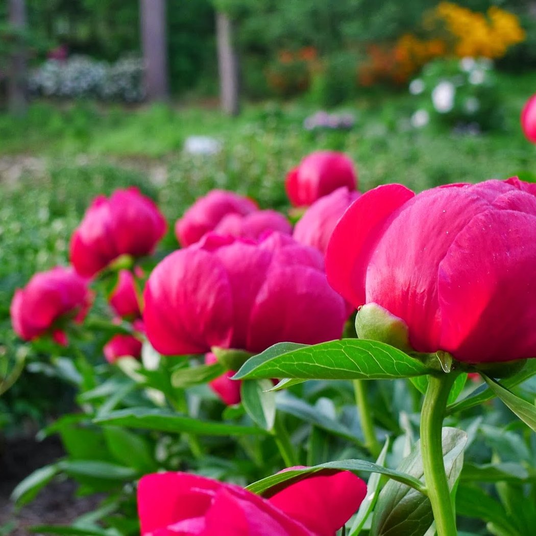 Shakespeare in the Arb: Love's Labor's Lost 2