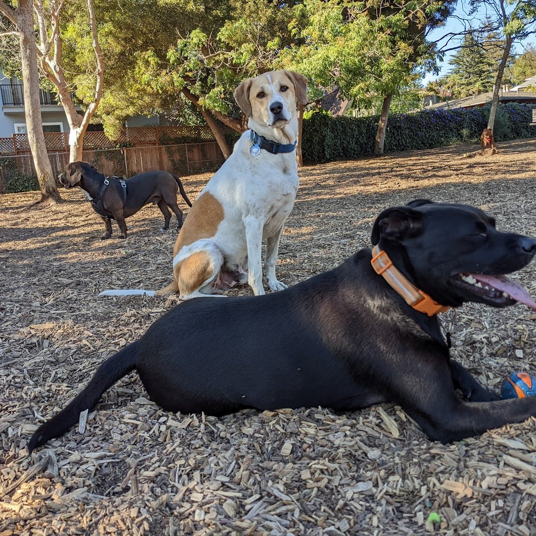 Ohlone Dog Park 1
