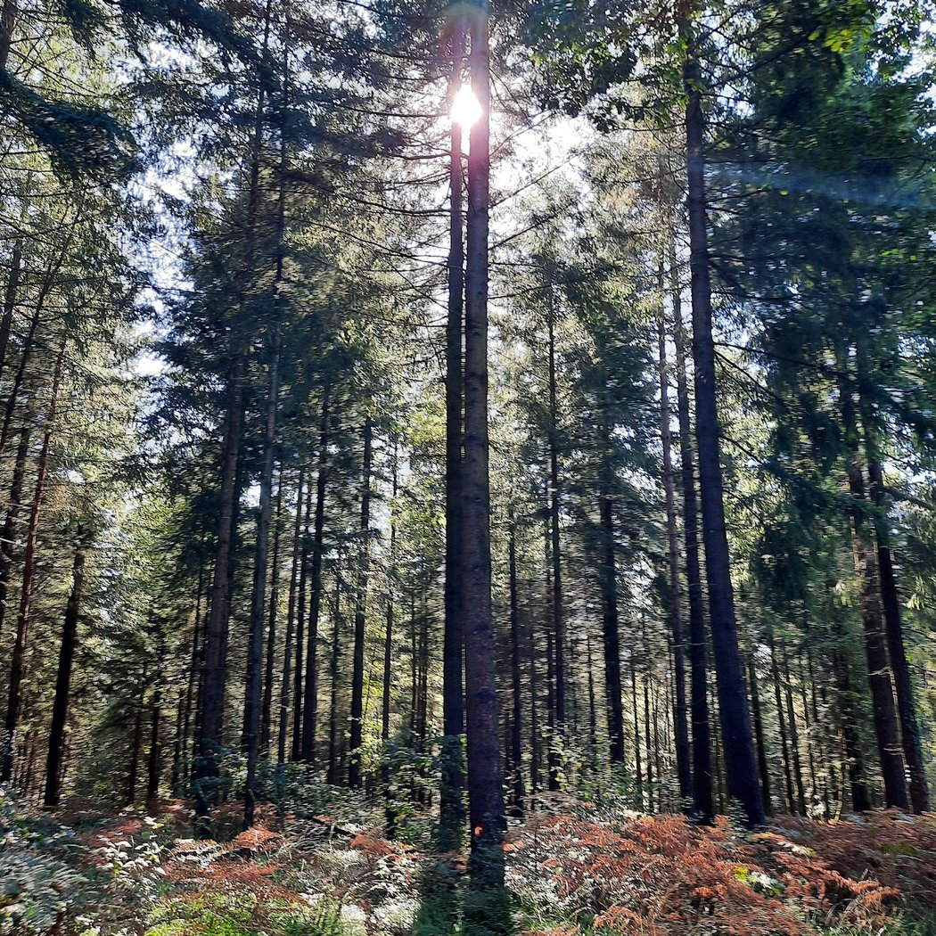 Andaine Forest 3