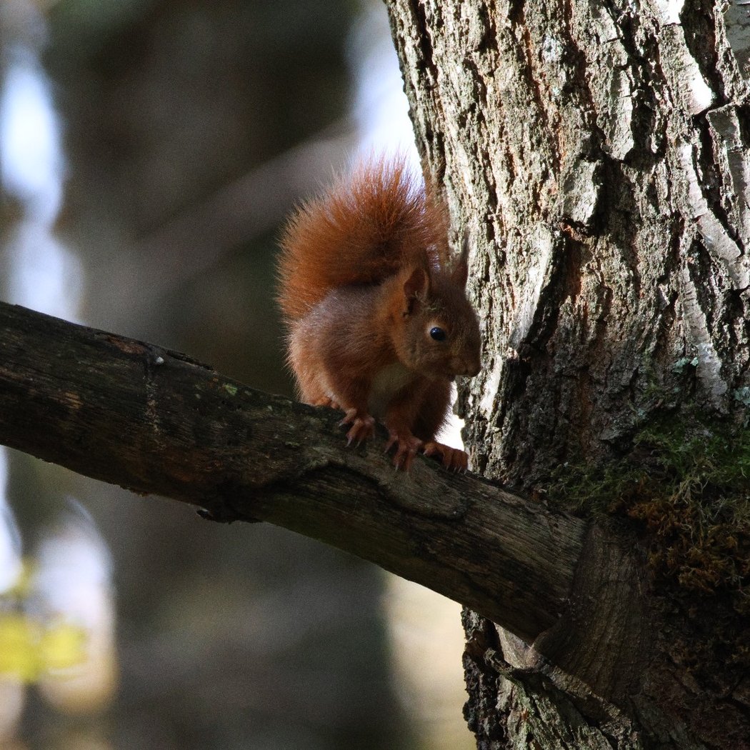 National Forest of Palaiseau 3