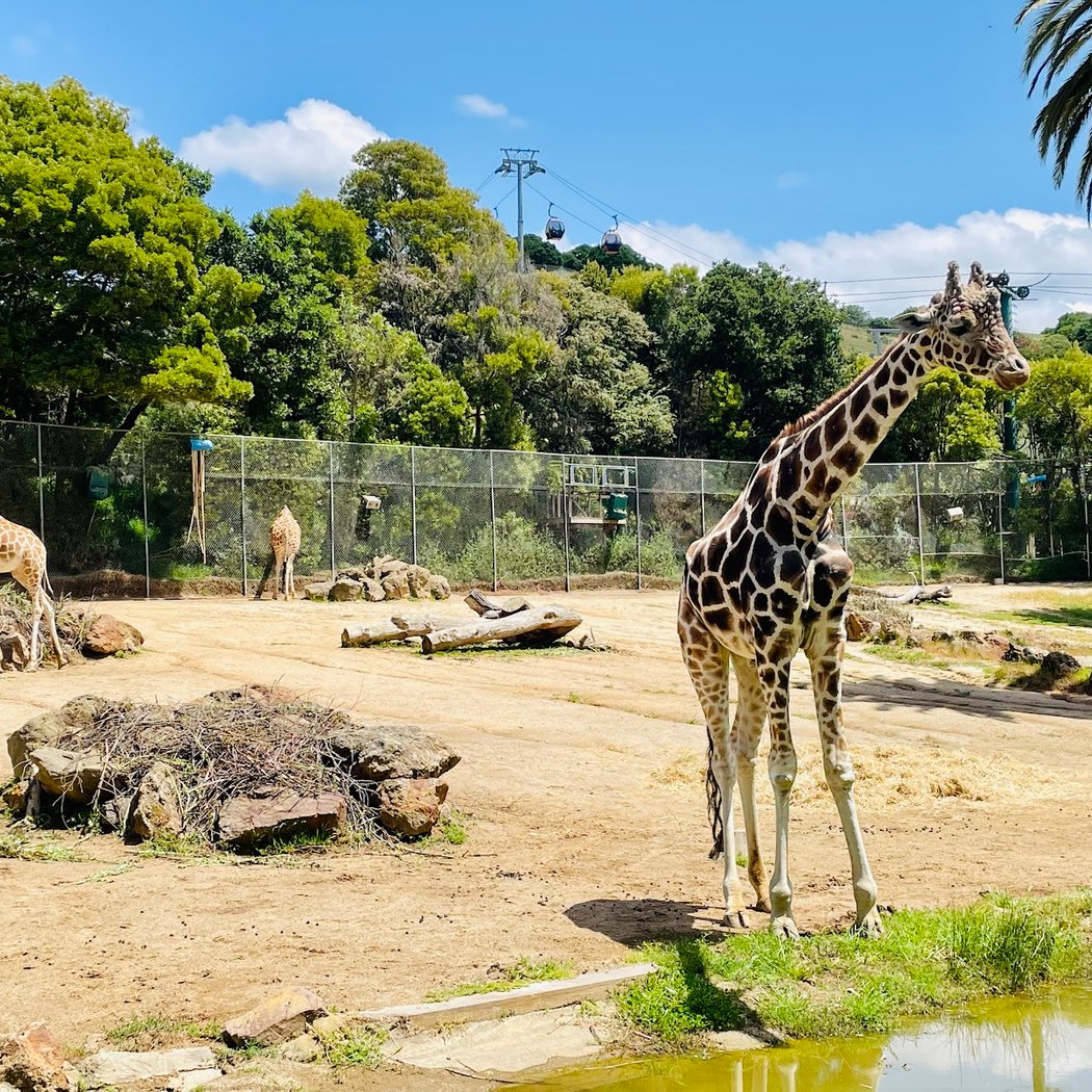 Father’s Day at Oakland Zoo 4