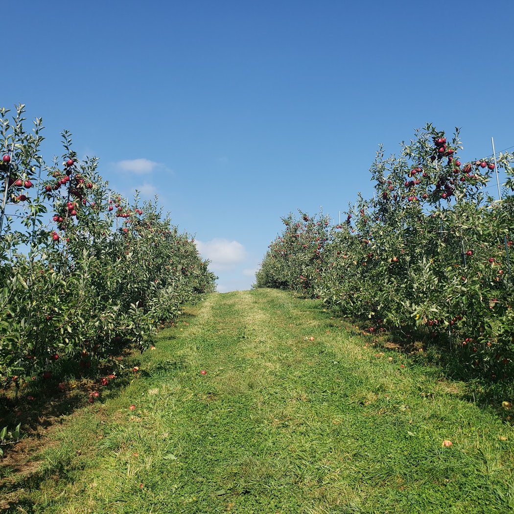 Quiet Peaceful Apple Picking 1