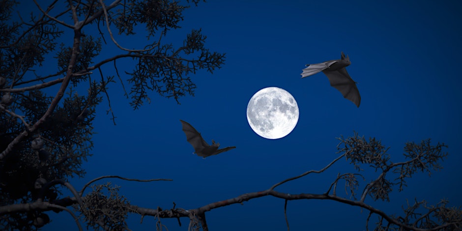Bat Safari 1