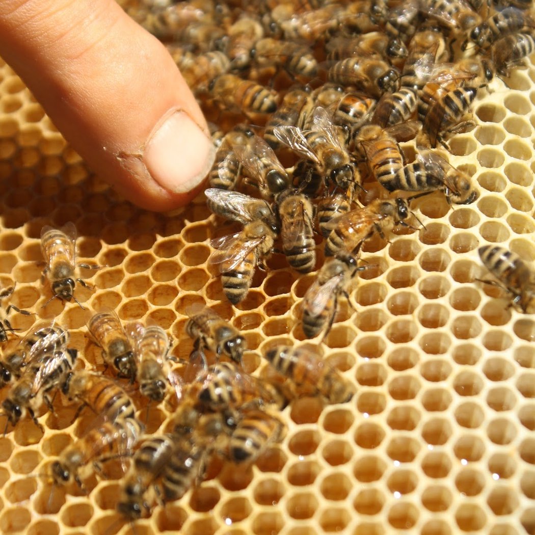 Marshall's Farm Honey 1