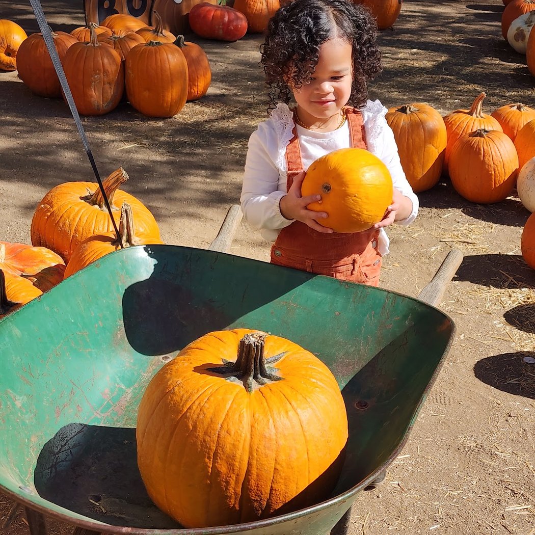 Peltzer Pumpkin Farm 1