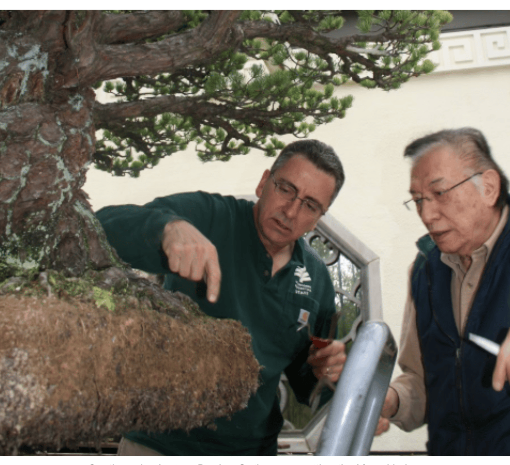 Bonsai Basics I 3