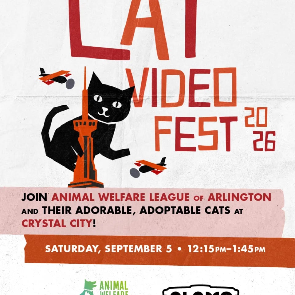 CATVIDEOFEST 2026 1