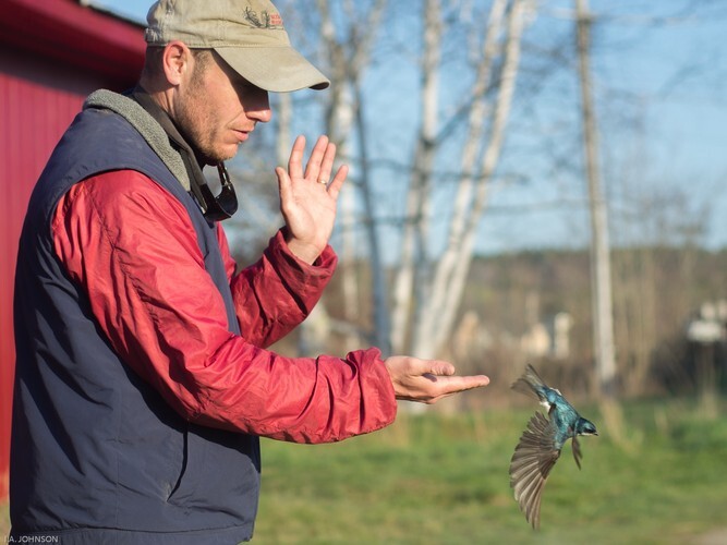 Bird Banding from the Experts 2