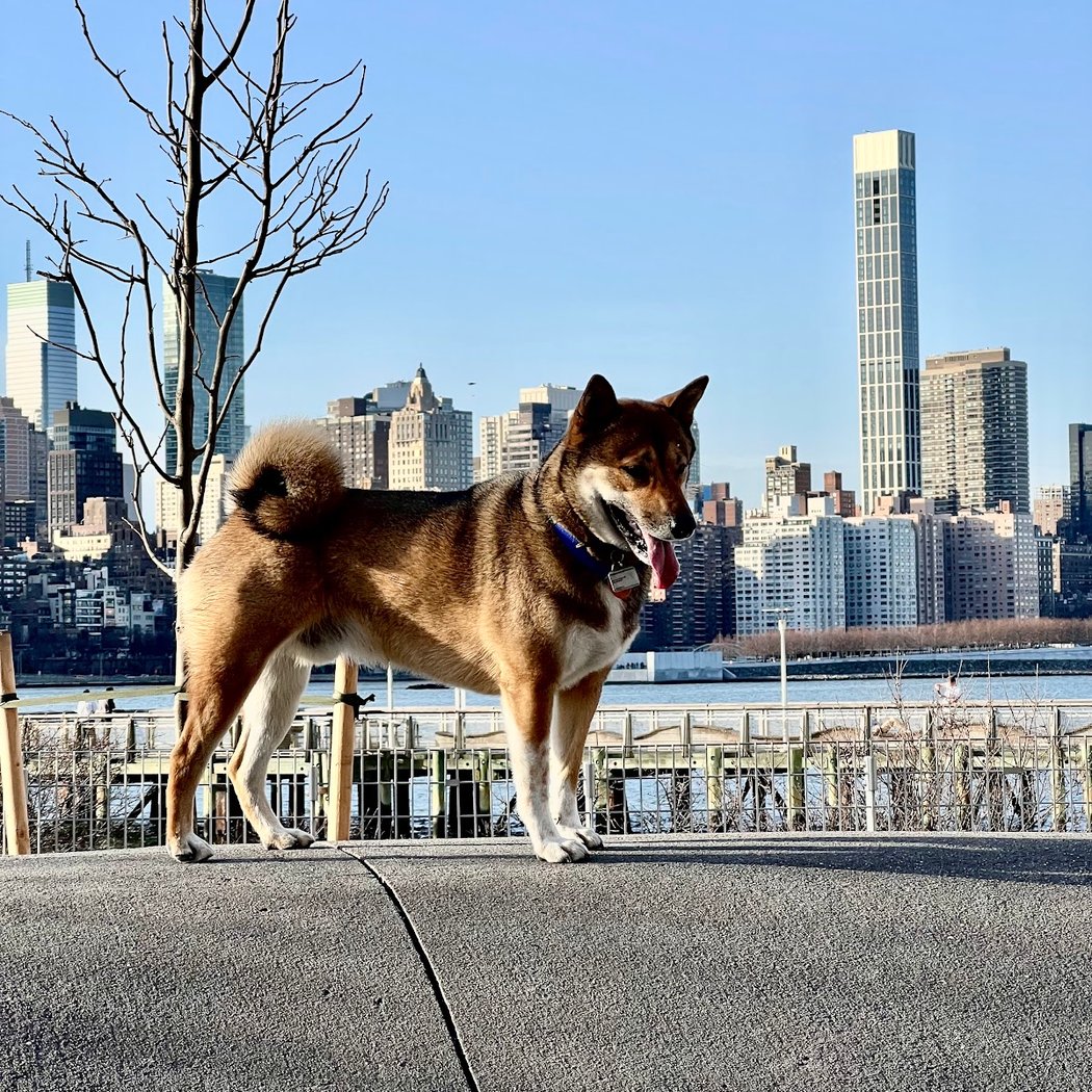 Hunter's Point South Dog Run 1