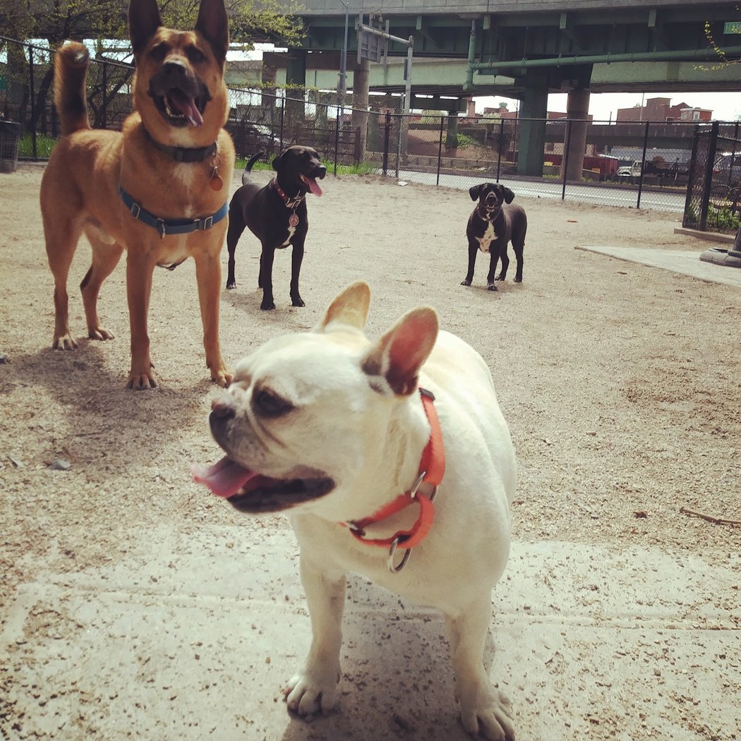 DiMattina Dog Run 1