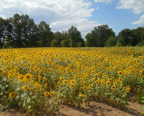 Duke Farms 2