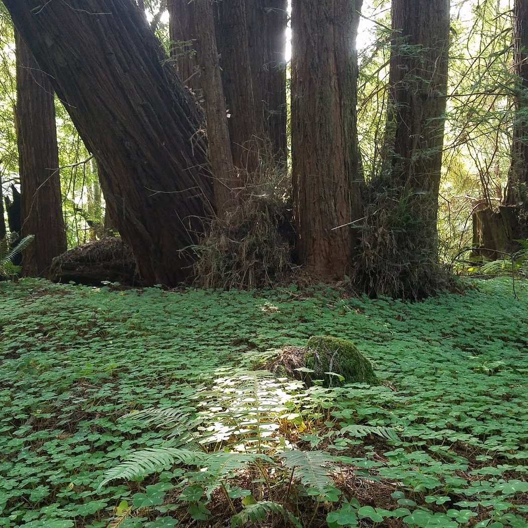 Sonoma Coast State Park — Willow Creek Addition 1