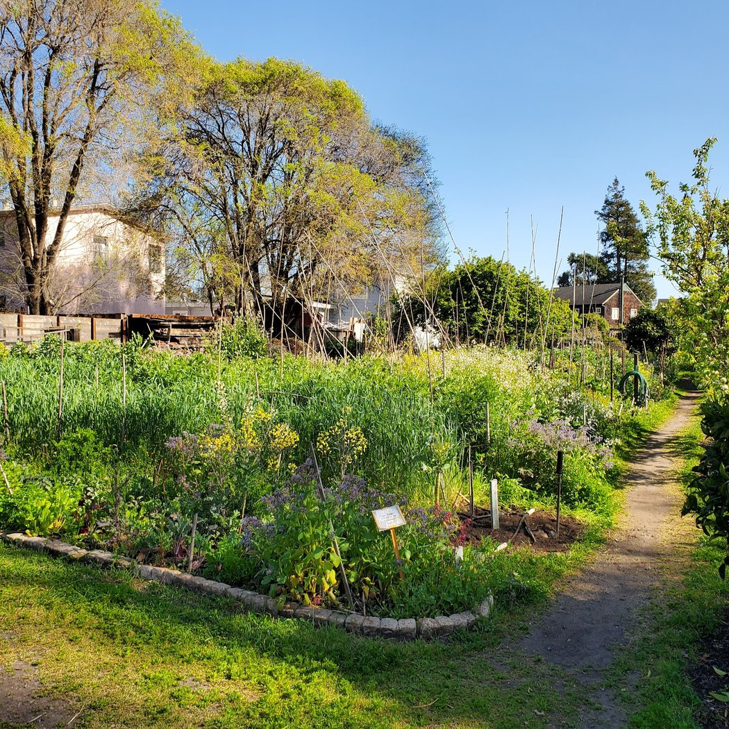 Bancroft Community Garden 1