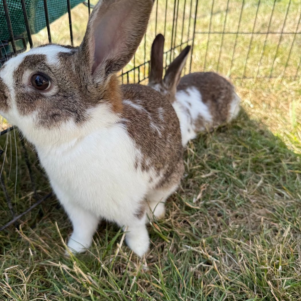 Little Explorers Mobile Petting Zoo 2