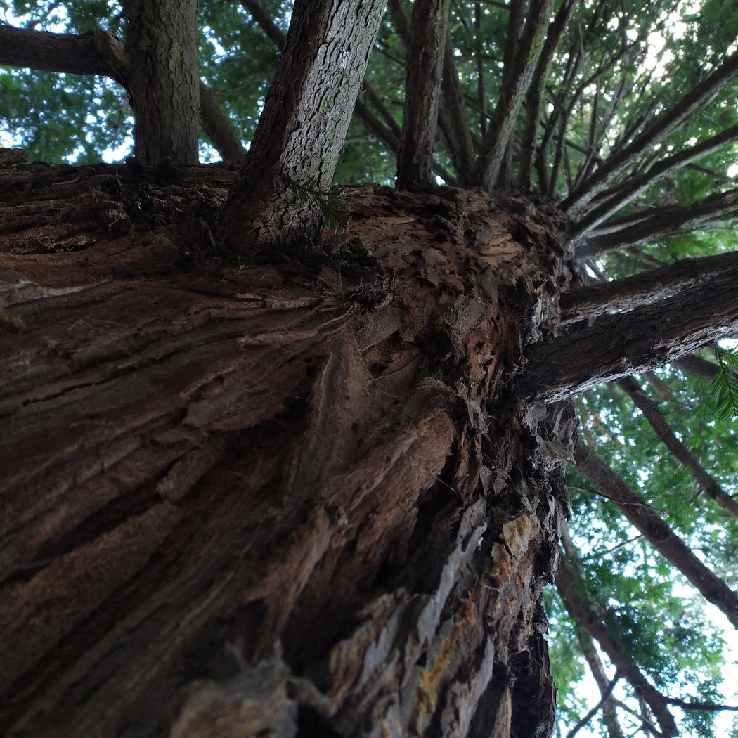 Nike Trail | Lake Chabot 3
