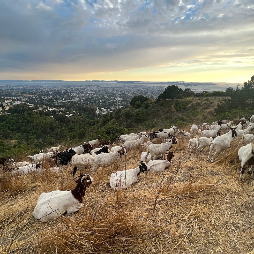 Claremont Canyon Regional Preserve 1