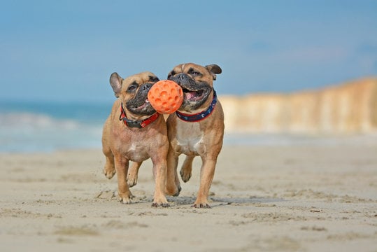 Long Beach Breed Meetup 1