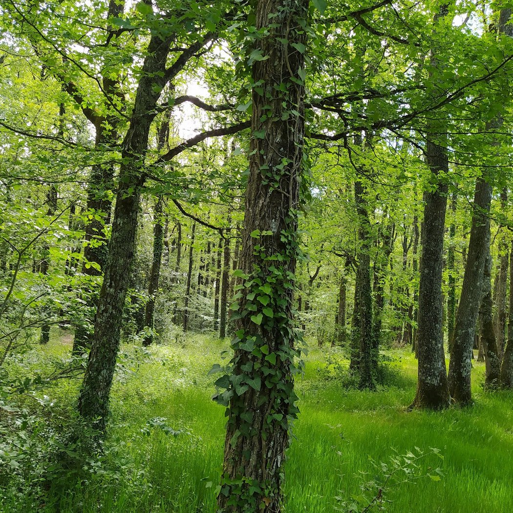 Bois de Saint-Pierre 3
