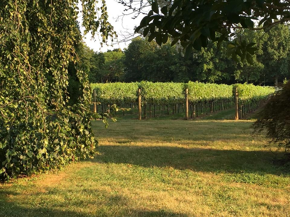 Fox Hollow Vineyards 2