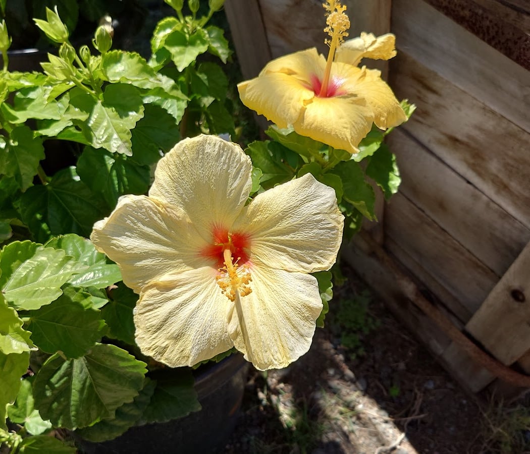 Palm Island Nursery Outlet 2