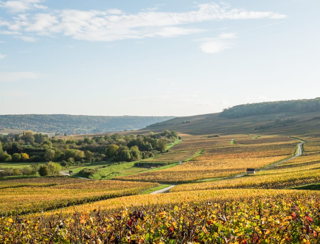 Découvrir le monde agricole et viticole local 2