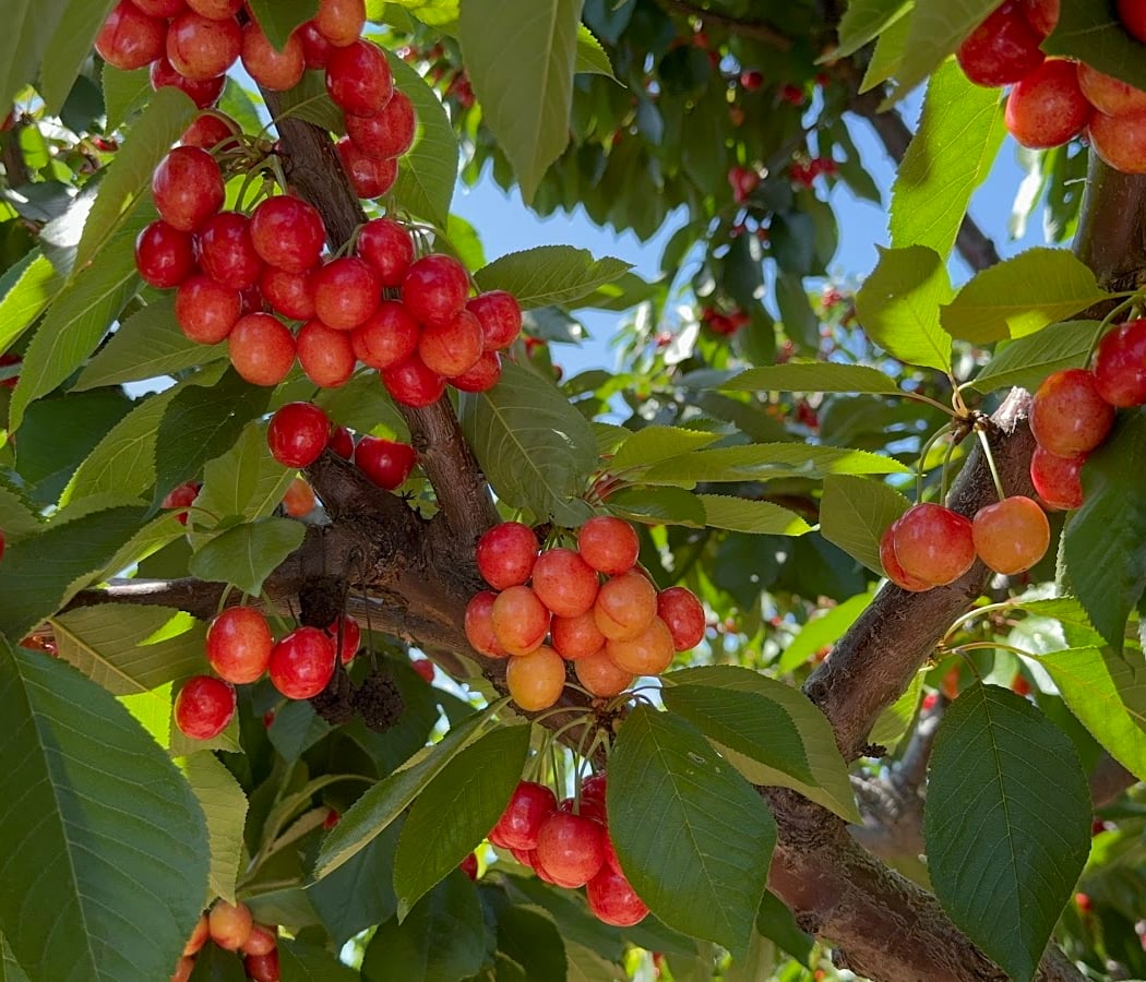 Mariani Orchards Harvest Experience 3