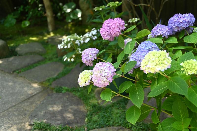 Hasedera Temple Hydrangea Path 2